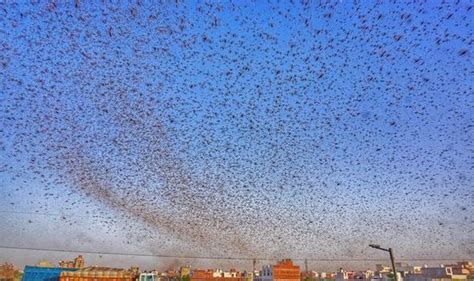 Locust plague warning: New Delhi on high alert as swarm nears for first ...