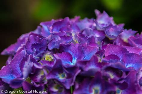 Oregon Pride Dark Purple Hydrangea With Black Stems 61417 Oregon