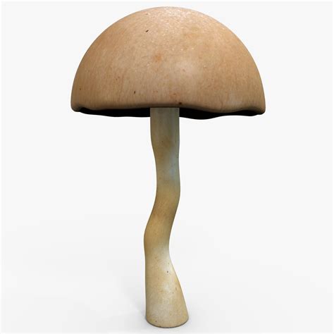 Гриб 11 3D Модель $14 - .max .unknown .obj - Free3D