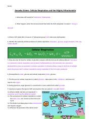 Understanding Cellular Respiration And Energy Production Course Hero