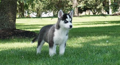 Corgi Husky Mix For Sale Toronto
