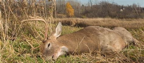 EHD in Deer (Facts About Epizootic Hemorrhagic Disease)