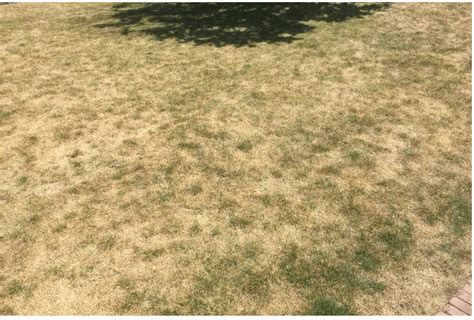 How To Bring Dead Grass Back To Life In The Summer Lawn Affection