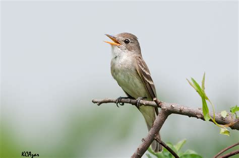 Willow Flycatcher Walton County Flordia Inaturalist Mexico