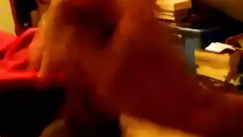 Elvis Deere Gay Porn Creator Videos Free Amateur Nudes XHamster