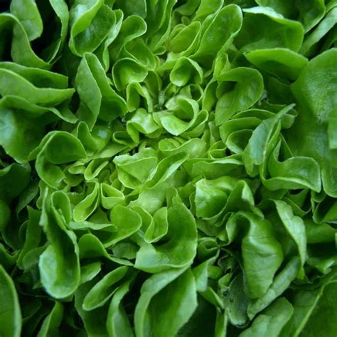 Lettuce - health benefits and therapeutic value for decoctions, poultice