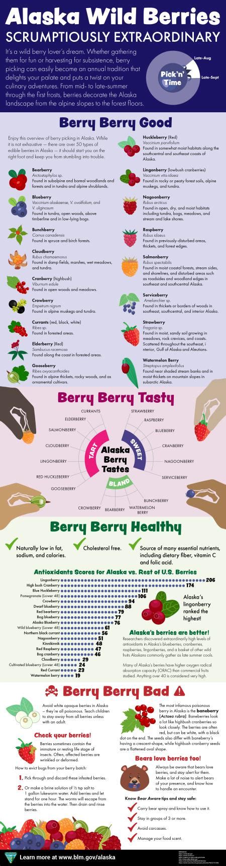 Alaska Wild Berries Infographic | Bureau of Land Management