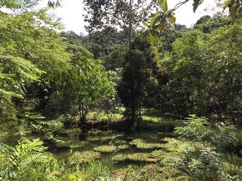 Mybelogkehidupan Sungai Semungkis
