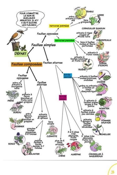 Reconna Tre Les Arbres Et Les Arbustes Faire En Permaculture