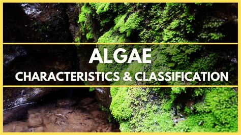 Algae Characteristics And Classification