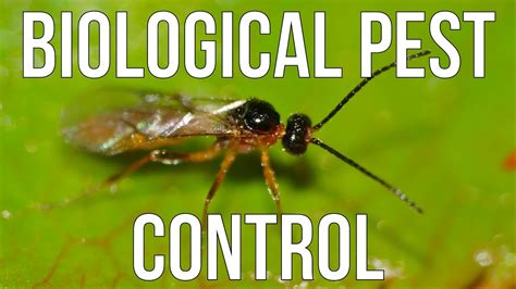 Biological Pest Control Youtube