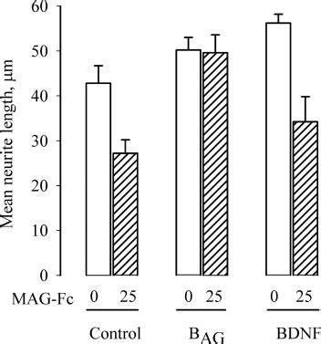 Mag Inhibition Of Neurite Outgrowth Over T Monolayers Can Be Overcome