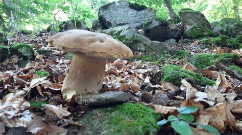 Bella Raccolta Di Funghi Porcini Sulle Alpi Lombarde Luglio Youtube