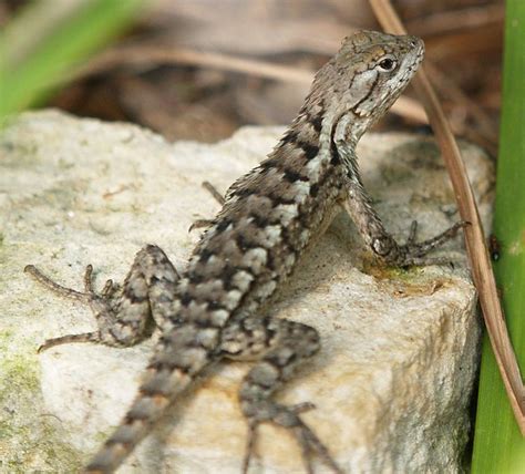 Texas spiny lizard - Alchetron, The Free Social Encyclopedia