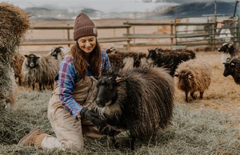 Why Icelandic Sheep Little Creek Lamb And Beef