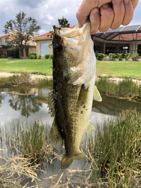 caught in a florida pond freshwater : r/whatisthisfish