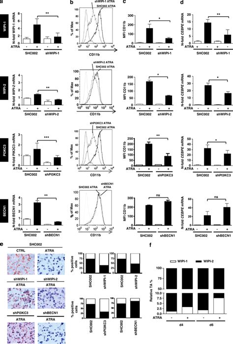 Impaired Neutrophil Differentiation In NB4 WIPI 1 WIPI 2 PI3KC3 But