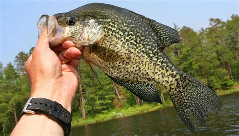 Crappie Fish: Tips, Habitat, Life Cycle, and More - FishOnTips