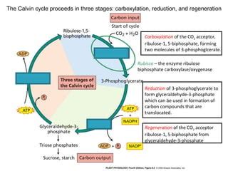 dark reactions of photosynthesis - Careful Impressed