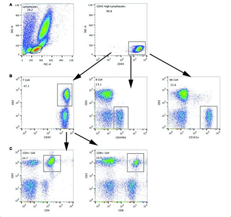 The Flow Cytometry Gating Scheme For Detecting Each Lymphocyte Download Scientific Diagram