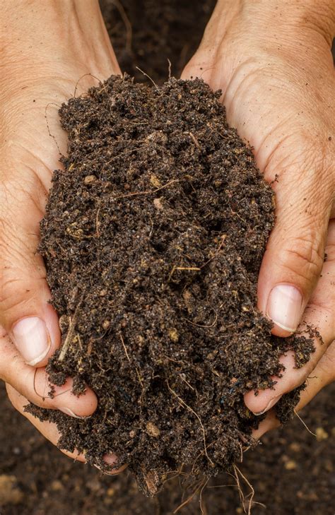 How to Build Living Soil? — 5 Steps (and a Living Soil Recipe)