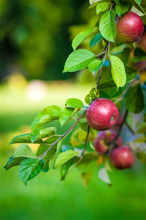 Fotos Gratis Manzana Rbol Rama Flor Fruta Baya Hoja Comida