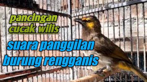 Suara Panggilan Burung Rengganis Cucak Wiilis Biar Bunyi Gacor YouTube