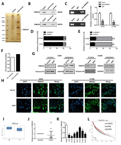 Silencing Of Lncrna Xist Inhibits Non Small Cell Lung Cancer Growth And