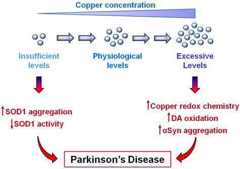 Biomolecules Free Full Text Copper Ions And Parkinsons Disease Why Is Homeostasis So Relevant