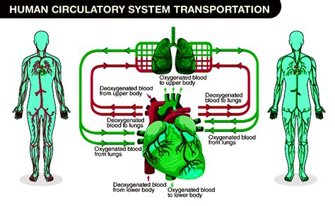 Human Circulatory System Detailed Explanation With Diagrams And Functions