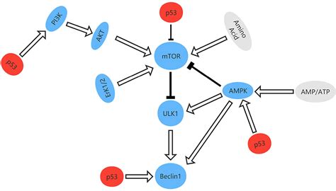 Frontiers Current Insights Into The Regulation Of Programmed Cell