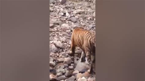 Tiger Encounters You Shouldnt Click Onrespect Engineering Worksඇස්