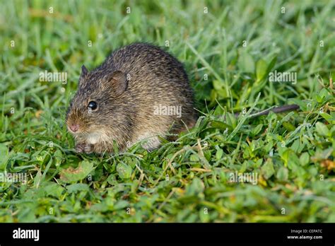 Hispid Cotton Rat Paynes Prairie State Preserve Gainesville Florida