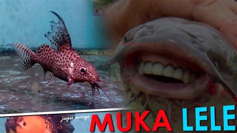 Ikan Synodontis Dewasa Di Aquarium Ikan Mas Koki Apakah Sama Jahilnya