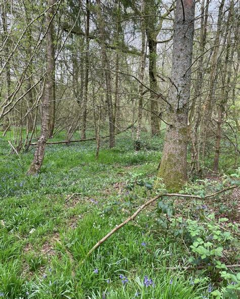 Odd Coniferous Tree Small S Copse Mr Ignavy Cc By Sa 2 0