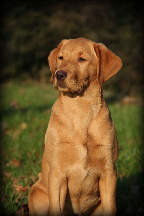 Photo Elevage Red Sweet Eleveur De Chiens Labrador Retriever