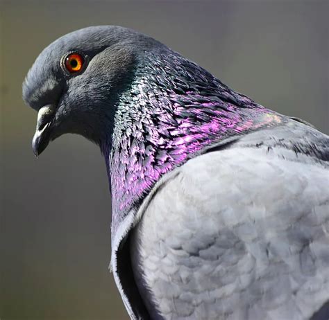 Baby Pigeons - Animals Around The Globe