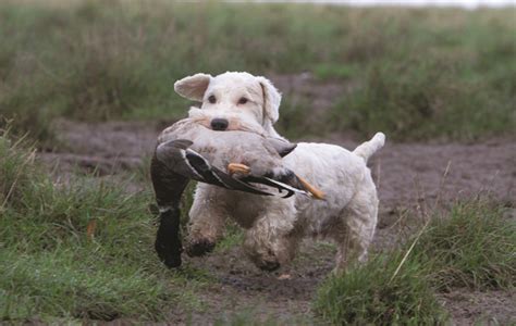 Sealyham Terrier - Temperament, Lifespan, Shedding, Puppy