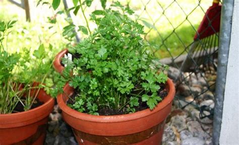 Cómo cultivar perejil en casa durante todo el año solo así obtendrás