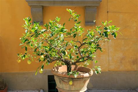 Come Coltivare Il Limone In Vaso I Segreti Per Un Agrume Sano