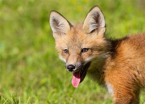 Fox Face Stock Photos Pictures And Royalty Free Images Istock