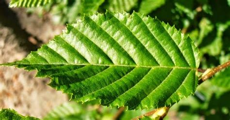CARPE: Carpinus betulus | Plantas rioMoros