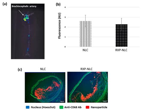 Tissue And Histology Analysis After Nlc Or Rxp Nlc Injection In Apoe