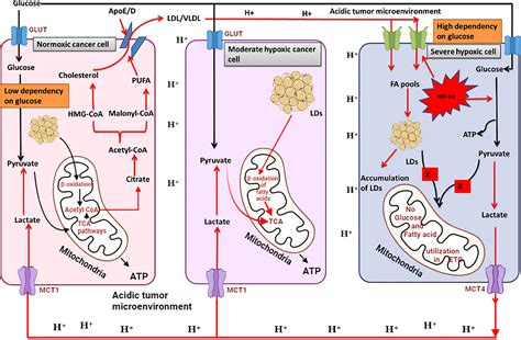 Frontiers Hypoxia Induced Lactate Acidosis Modulates Tumor