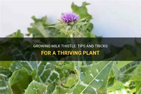 Growing Milk Thistle Tips And Tricks For A Thriving Plant Shuncy