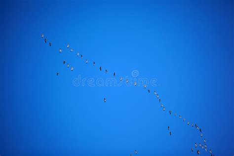 Migrating Geese Flying in Formation Stock Photo - Image of migrate ...