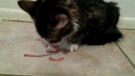 Kitten Eating A Mouse Youtube