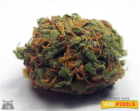 Mango Haze - Strain Information - CannaConnection