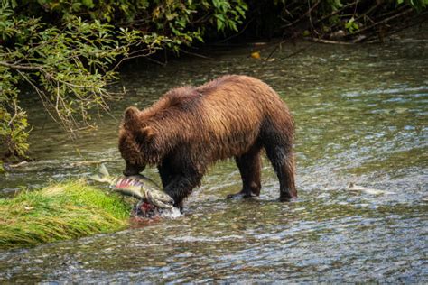 750 Grizzly Bear Eating Plants Stock Photos Pictures And Royalty Free
