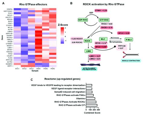 Effect Of Deletion Of POR In HUVEC In The Rho Kinase System A